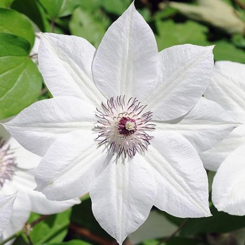 Raganė ( lot.Clematis) Snow Queen