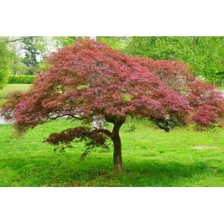 Klevas plaštakinis ( lot. Acer palmatum) Garnet