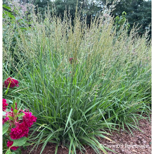 Lendrūnas ( lot. Calamagrostis splendens) Cheju-Do