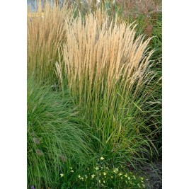 Smailiažiedis lendrūnas ( lot. Calamagrostis acutiflora) Karl Forester