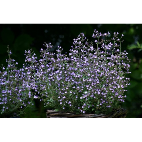 Girmėtė vaistinė (lot. Calamintha nepeta) Marvelette Blue