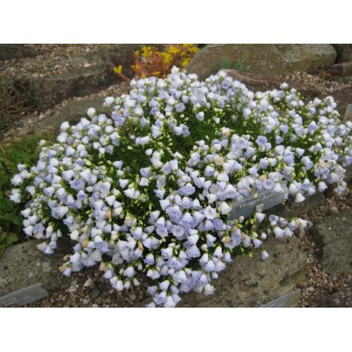 Katilėlis (lot. Campanula cochlearifolia) Elizabeth Oliver