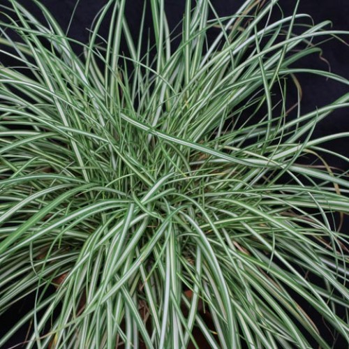 Viksva paukščiakojė ( lot. Carex ornithopoda) Variegata 
