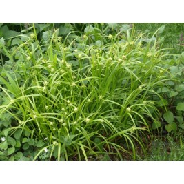 Viksva grėjaus( lot. Carex grayi)