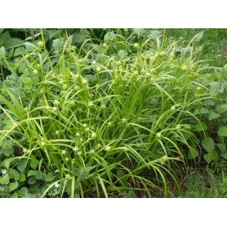 Viksva grėjaus( lot. Carex grayi)