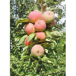 Obelis koloninė vasarinė  ( lot. Malus domestica) Ciepa