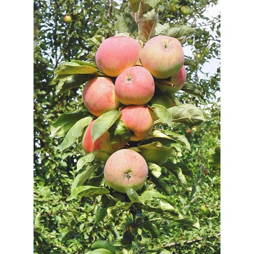 Obelis koloninė vasarinė  ( lot. Malus domestica) Ciepa