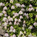 Raganė ( lot.Clematis atragene)  Pink Dream 