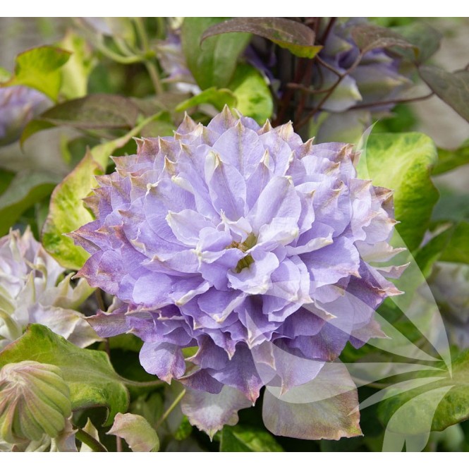 Raganė ( lot.Clematis) Blue Ice Cream - NAUJIENA! Raganė ( lot.Clematis) Blue Ice Cream - NAUJIENA!