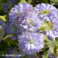 Raganė ( lot.Clematis) Blue Ice Cream - NAUJIENA! Raganė ( lot.Clematis) Blue Ice Cream - NAUJIENA!