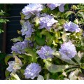 Raganė ( lot.Clematis) Blue Ice Cream - NAUJIENA! Raganė ( lot.Clematis) Blue Ice Cream - NAUJIENA!