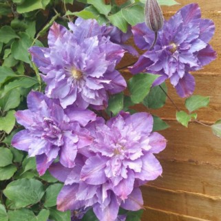 Raganė ( lot.Clematis) Vyvyan pennel