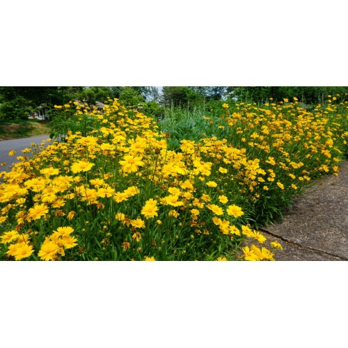Gludas stambiažiedis( lot. Coreopsis grandiflora) Riding Sun