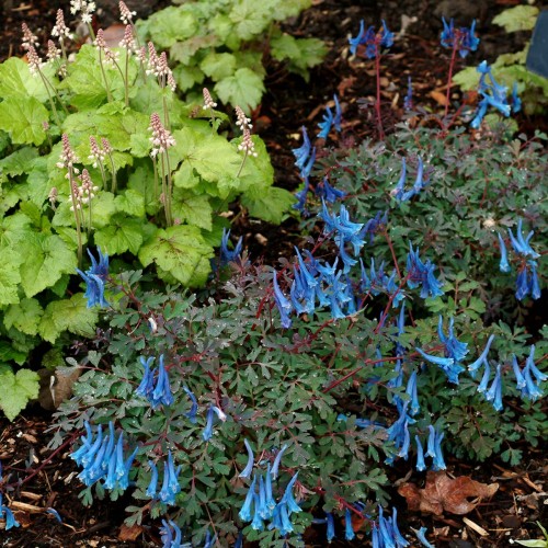 Rūtenis ( lot. Corydalis curviflora) Blue Heron