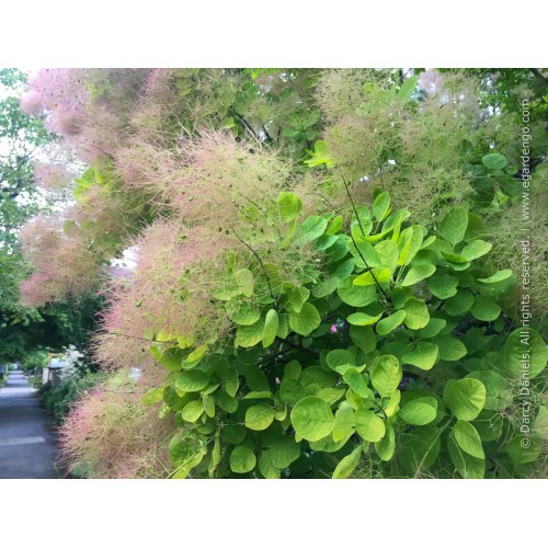 Pūkenis europinis ( lot. Cotinus coggyria) Ancot