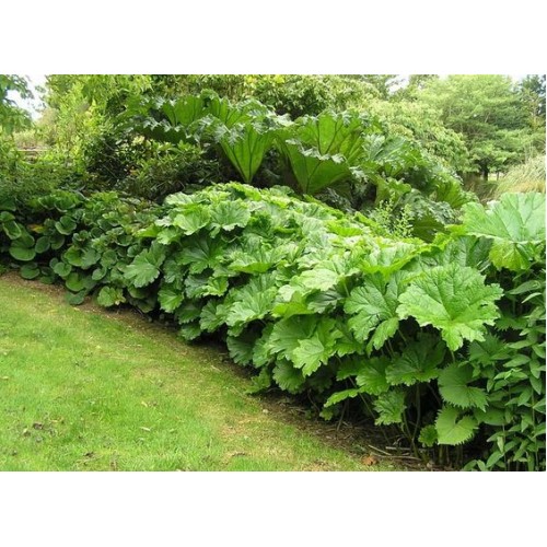 Darmera (lot.Peltiphyllum peltatum) 