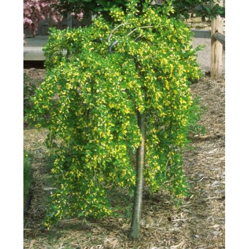 Karagana ( lot. Caragana arborescens) Pendula