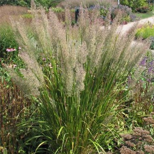 Lendrūnas  korėjinis( lot. Calamagrostis brachytricha) 