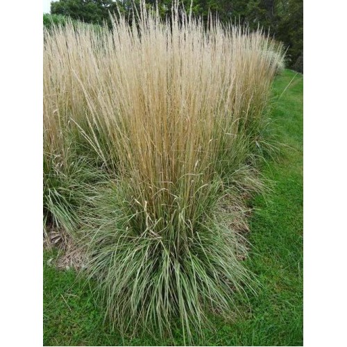 Smailiažiedis lendrūnas ( lot. Calamagrostis acutiflora) Avalanche