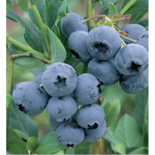 Šilauogė aukštoji ( lot. Vaccinium corymbosum) Duke