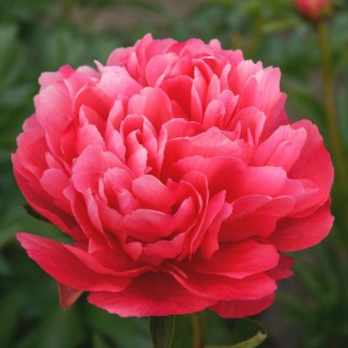 Bijūnas  ( lot. peonia hybrida) Lorelei 2025 ruduo