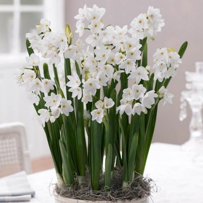 Narcizai ( lot. Narcissus)  Paperwhite Zewa, 50 vnt