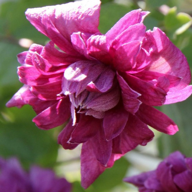 Raganė ( lot.Clematis)  Purpurea Plena Elegans