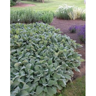 Notra vilnotoji ( lot. Stachys byzantina) Helene Von Stein (Big Ears)