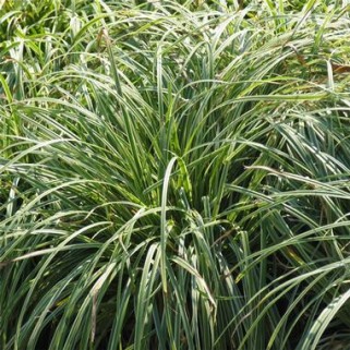 Viksva ( lot. Carex morrowii) Silver sceptre