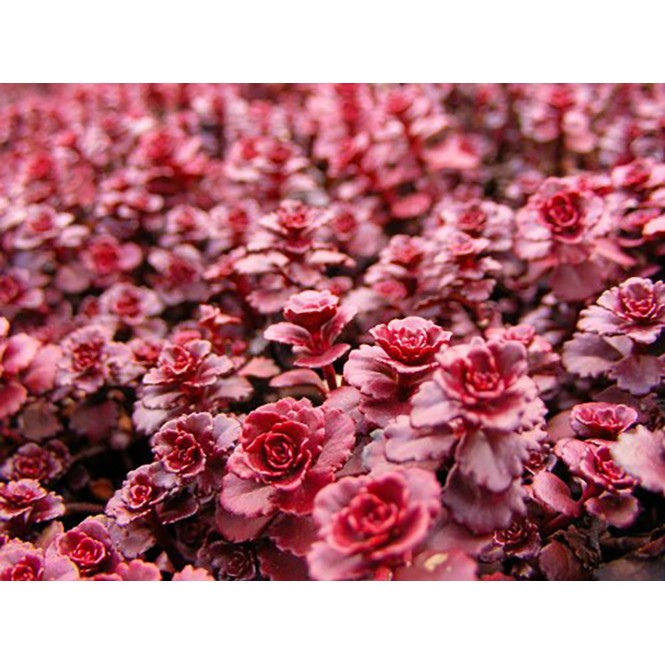 Šilokas ( lot. Sedum spurium) Dragons Blood Šilokas ( lot. Sedum spurium) Dragons Blood