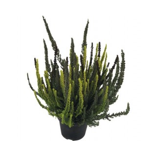 Viržis ( lot. Calluna vulgaris) Skyline Trio1