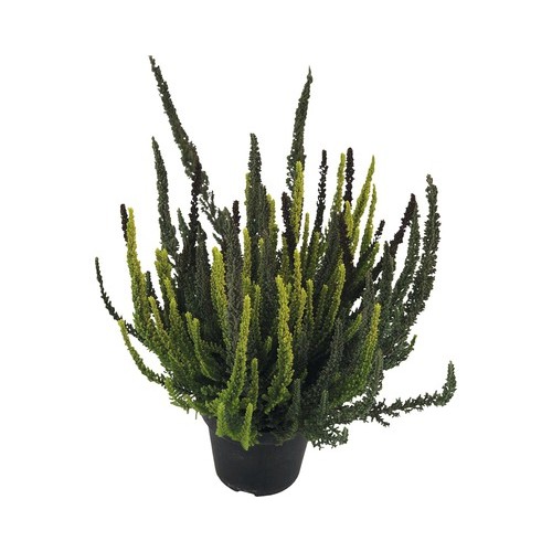 Viržis ( lot. Calluna vulgaris) Skyline Trio1