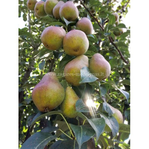 Kriaušė koloninė ( lot.Pyrus communis) Decora