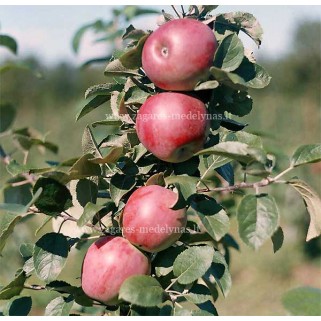 Obelis  ( lot. Malus domestica) Delikates