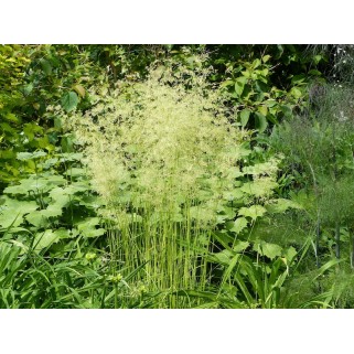 Šluotsmilgė kupstinė ( lot. Dechampasia cespitosa ) Goldschleier