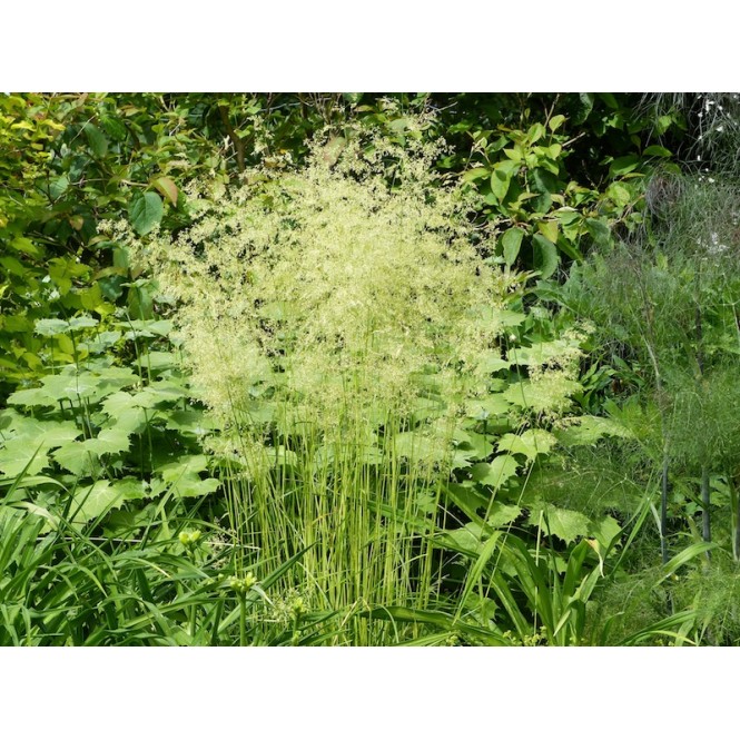 Šluotsmilgė kupstinė ( lot. Dechampasia cespitosa ) Goldschleier