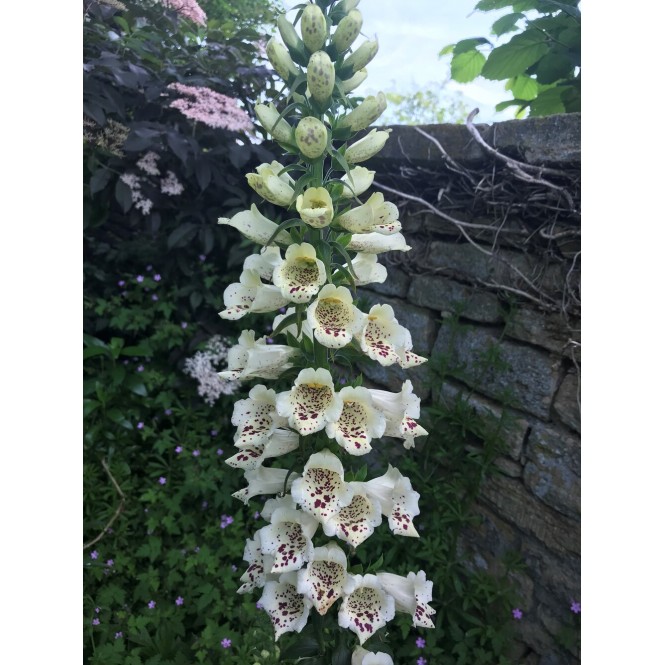 Rusmenė ( lot. digitalis purpurea)  Camelot white