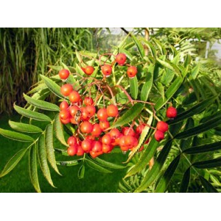 Šermukšnis valgomasis ( lot. Sorbus spp.) Dodong daugiakamienis