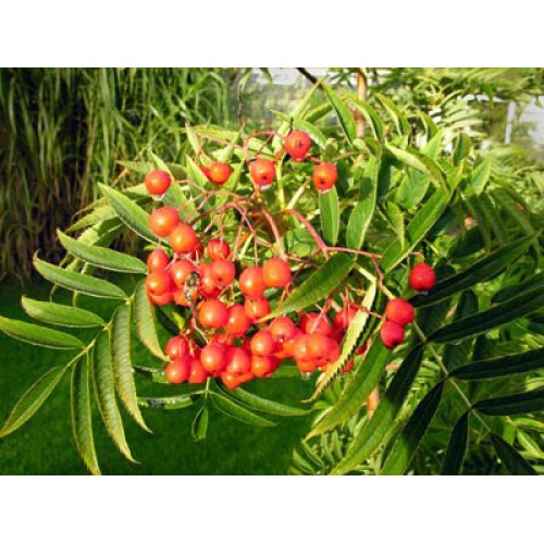 Šermukšnis valgomasis ( lot. Sorbus spp.) Dodong 