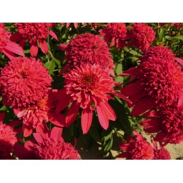 Ežiuolė  (lot.Echinacea purpurea)  Double Scoop Cranberry