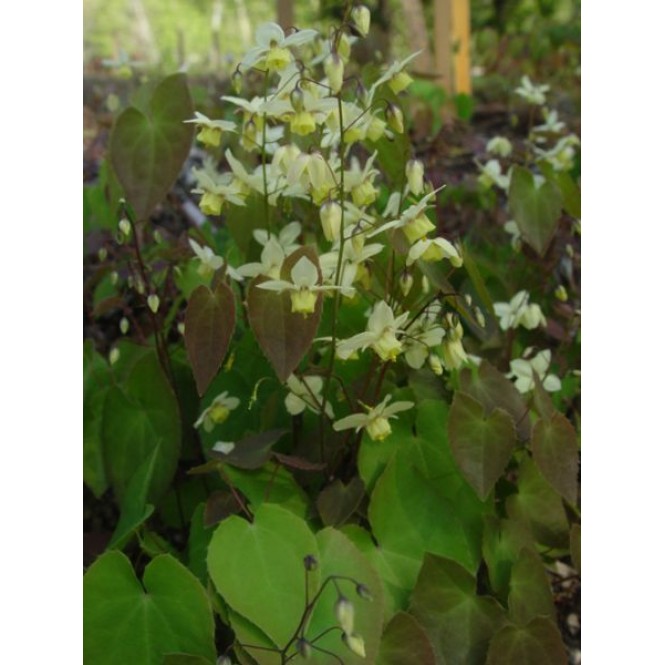 Epimedis (lot. Epimedium versicolor) Neosulphureum