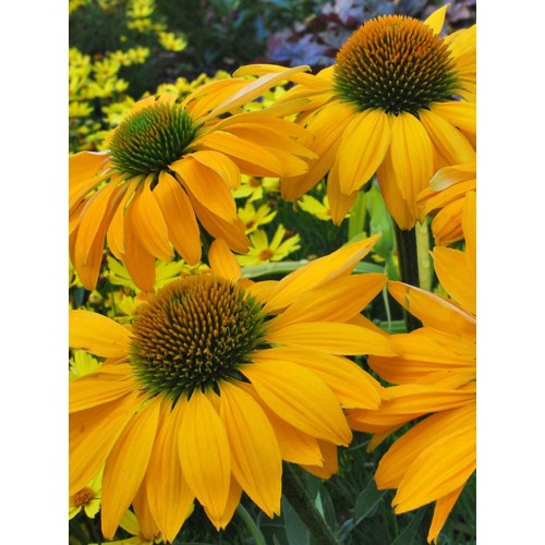 Ežiuolė rausvažiedė (lot.Echinacea purpurea) Leilani