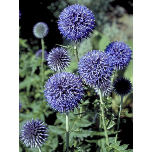 Bandrenis ( lot. Echinops bannaticus) 