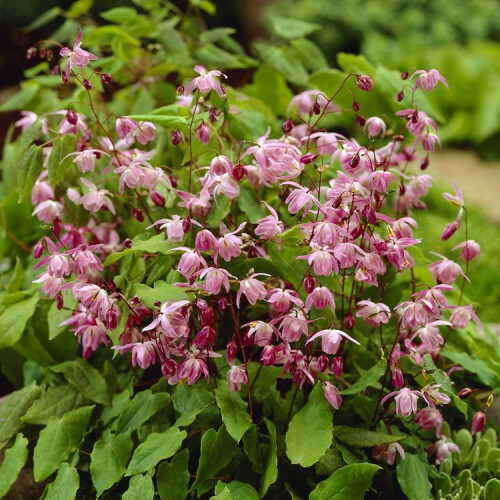 Epimedis jungo (lot. Epimedium youngianum) Roseum