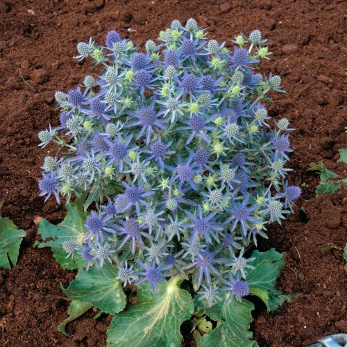 Zunda plokščialapė ( lot. Eryngium planum) Blue Hobit