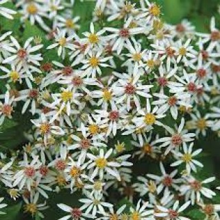 Astras skėstašakis( lot. Aster divaricatus) Eastern Star