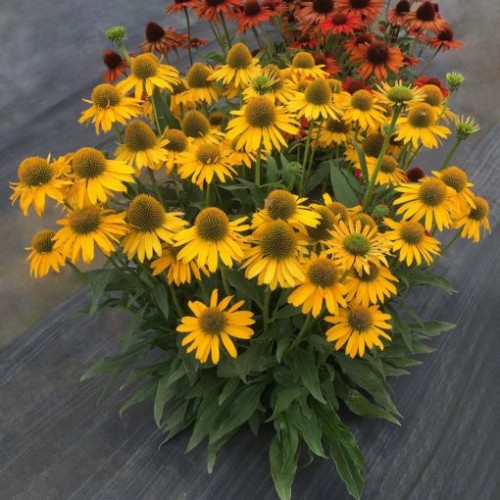 Ežiuolė rausvažiedė (lot.Echinacea purpurea) Kismet Yellow
