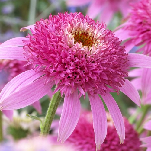 Ežiuolė  (lot.Echinacea purpurea)  Pink Double Delight