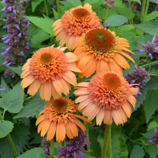 Ežiuolė  (lot.Echinacea purpurea)  Supreme Cantaloupe