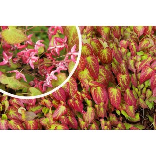 Epimedis raudonasis (lot. Epimedium rubrum)